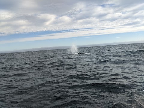 Cork Whale Watch