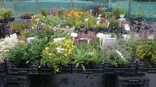 Caherhurley Nursery