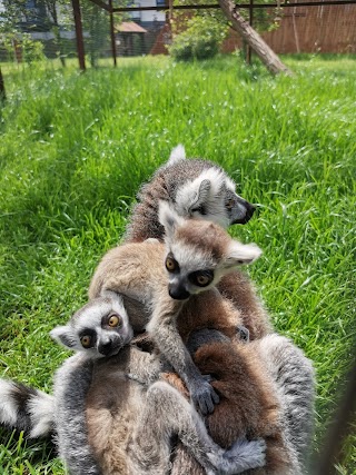 Lemur Park