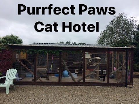 Purrfect Paws Cattery & British Shorthair Cats