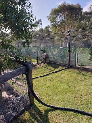 Emu - Sydney Zoo