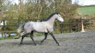 Gooseberry Hill Ponies and Horses