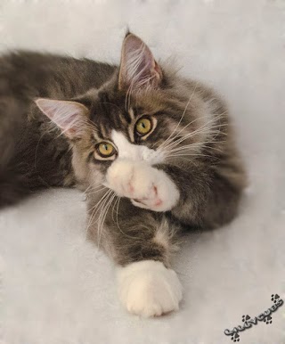 Lillycubs - hodowla kotów Maine Coon