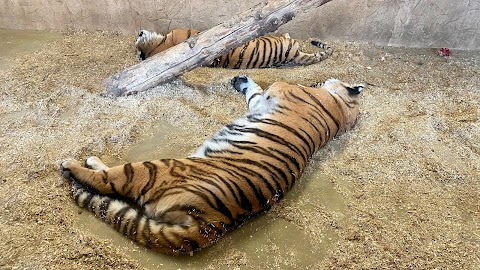 Śląski Ogród Zoologiczny - Kasy biletowe