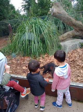 Tasmanian Devil Spot, Melbourne zoo