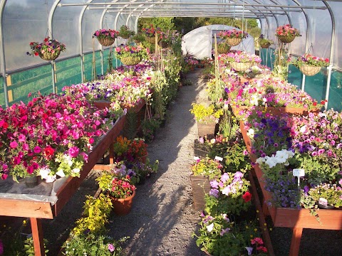 Dunleavy Nurseries