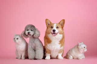 Pies Expert - Behawiorysta, szkolenia i hotel dla psów