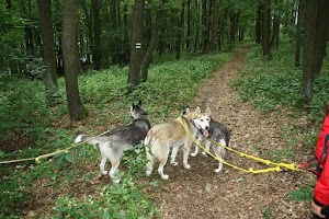 Trappercamp Wildnisschule Thüringen