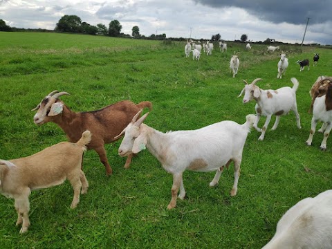 Goat Ireland The Irish Goat Meat Farm