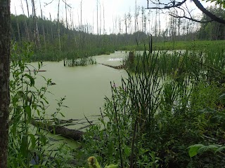 Zajazd Leśny