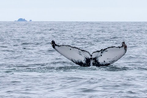 Blasket Island Sea Life Tours