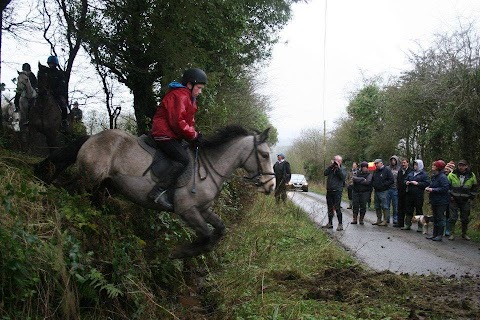 Gooseberry Hill Ponies and Horses