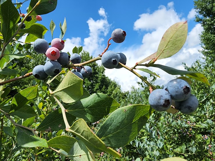 Brushy Mountain Berry Farm, Moravian Falls, NC