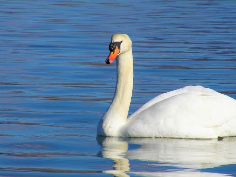 Star of Kenmare Wildlife Cruise