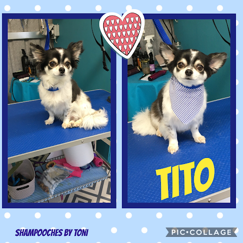 Shampooches by Toni, Dog Grooming