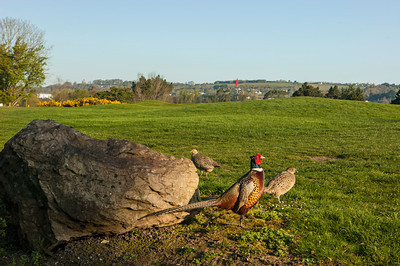 Cork Golf Club