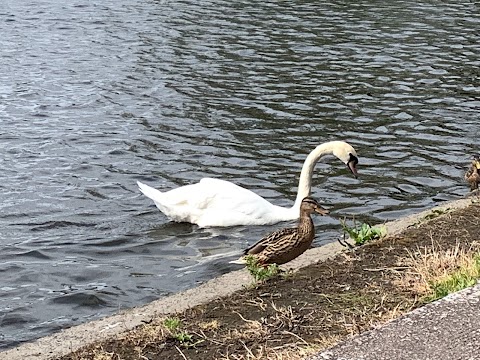 The Atlantic Pond