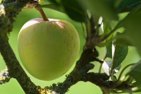 HIGHBANK ORCHARDS