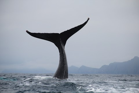 Blasket Islands Eco Marine Tours