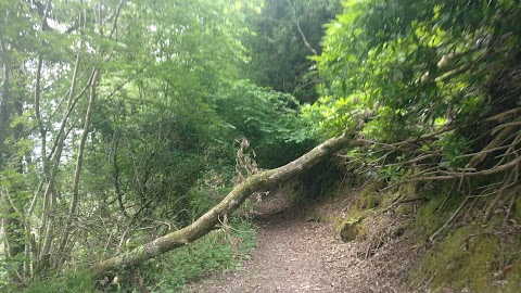 Bansha Forest Recreational Area