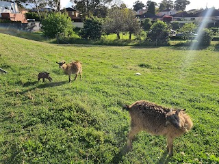 Kellyville Goat Emporium