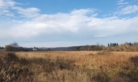 Ozerne Forest