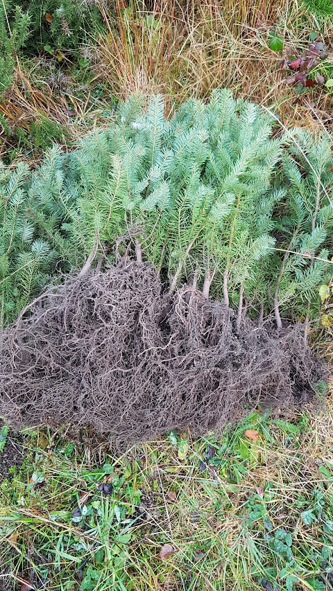 Fermoy Woodland Nurseries Ltd. Tree and Hedging Specialists