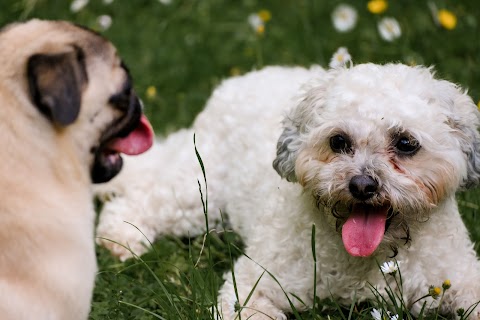 Cork Paws - Dog Boarding