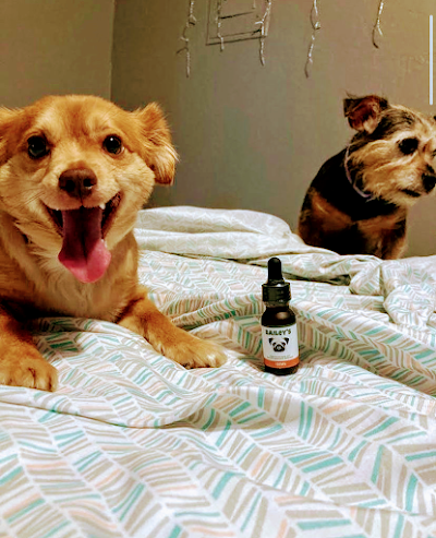 photo of Bailey's CBD For Pets