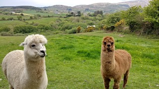 Waterfall Alpaca Farm