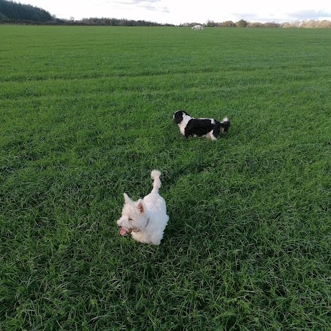 Sleady boarding Kennels