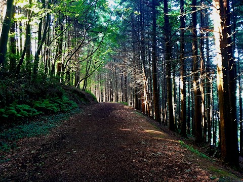 Marlogue Woods Forest Recreational Area