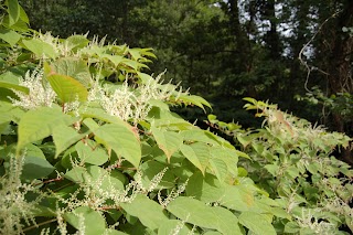 The Japanese Knotweed Company