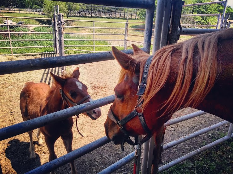 Pine River Stables, Saint Clair, MI