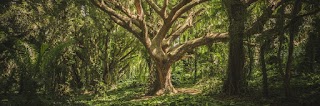 Tree of Life/Melody Goddard (Rhode) Ph.D, Psychologist