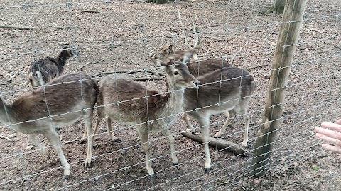 Damwildgehege Bad Oeynhausener Schweiz