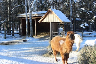 Alpaca Exhibit