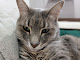 Photo of Animal House Veterinary Services - 100 North 5th Avenue, Logan, IA 51546, USA