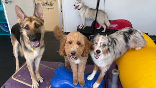 Happy Pets Palace and Playground