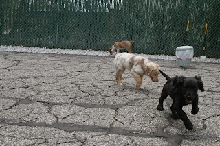 Play Dog Play Canine Care Center