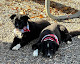 Photo of Groom Masters of Arkansas Inc - 690 South Salem Road, Conway, AR 72034, USA