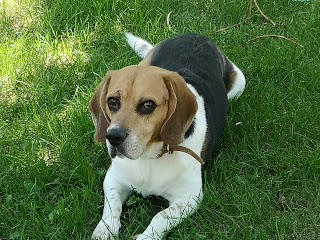 Centro Veterinario El Parque