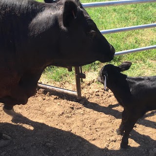 Little Cow Mountain Farm