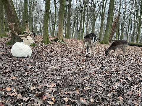 Damwildgehege Bad Oeynhausener Schweiz