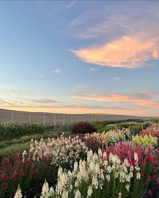 Juniper Canyon Flower Farm