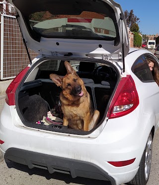 Sanimalia Centro Veterinario