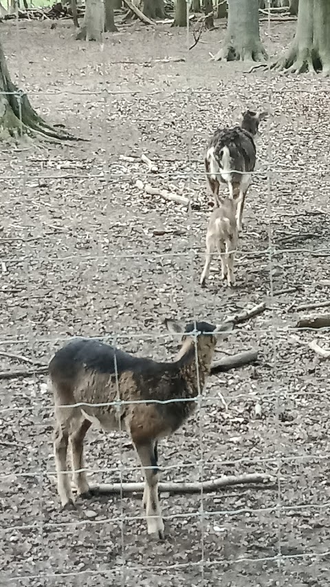 Damwildgehege Bad Oeynhausener Schweiz