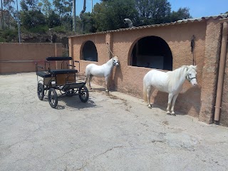 EL MAS DELS CAVALLS (Matadepera - Terrassa - Sabadell) CLASSES - RUTES - PUPIL·LATGE