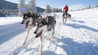 Jackson Hole Iditarod Sled Dog Tours