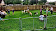Photo of Bons Chiens Dog Training, LLC. - 2311 Hodges Street, Lake Charles, LA 70601, USA